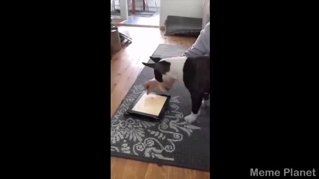 clean memes that taste like cake[720]